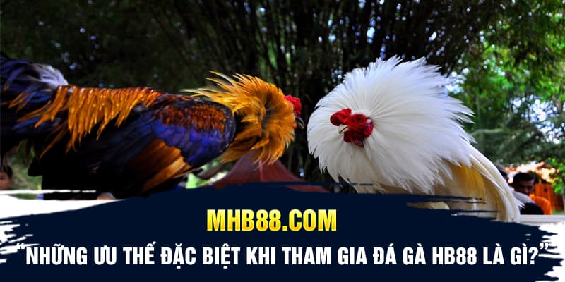 Những ưu thế đặc biệt khi tham gia đá gà HB88 là gì?